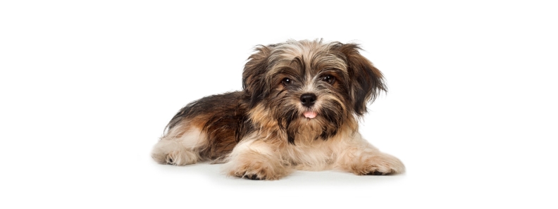 Kando Puppies kennels dog breeder puppies for sale